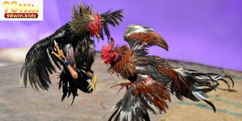 Đà gà 98win với 3 hình thức thi đấu cơ bản