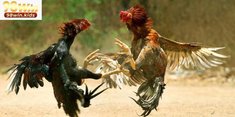 Nguyên tắc cược đá gà 98win cơ bản